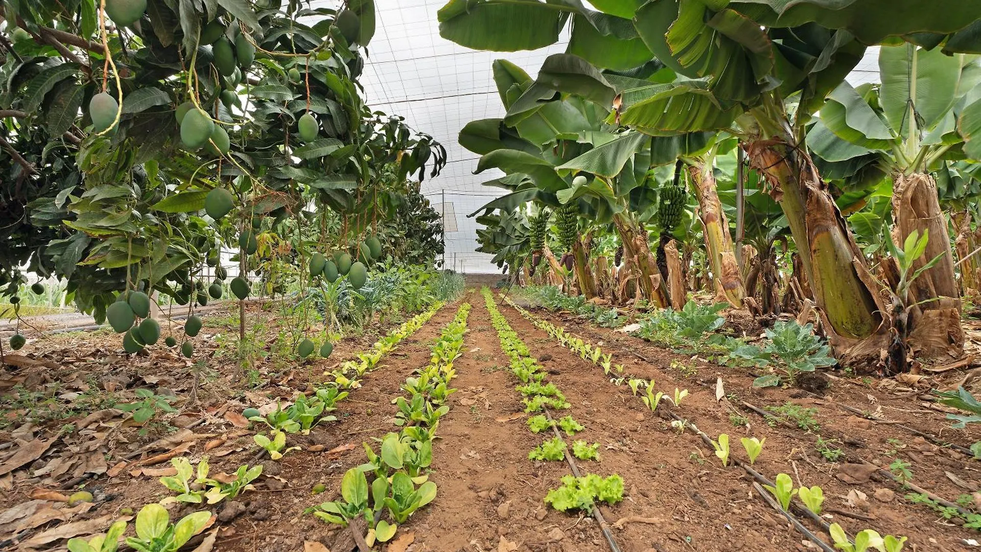 Finca La Calabacera Azul Santa Cruz de Tenerife